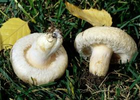 Заготовка припасов на зиму: как правильно солить грибы белянки?